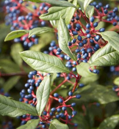 Viburnum globosum 'Jermyn´s Globe' - Sneeuwbal