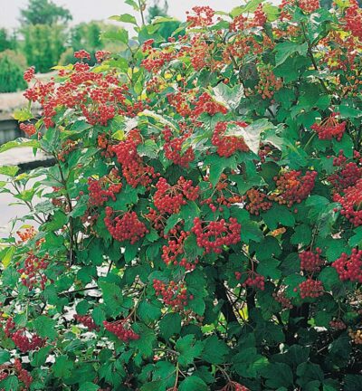 Viburnum opulus 'Compactum' - Gelderse Roos