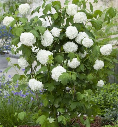 Viburnum opulus 'Roseum' - Gelderse Roos