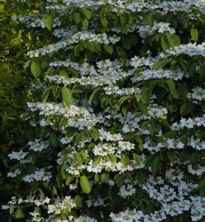 Viburnum plicatum 'Kilimandjaro' - Japanse Sneeuwbal