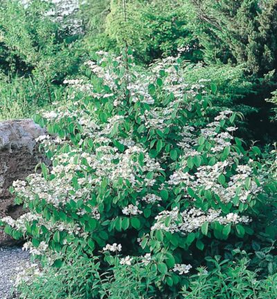 Viburnum plicatum 'Newport' - Japanse Sneeuwbal