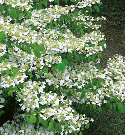 Viburnum plicatum 'Watanabe' - Japanse Sneeuwbal