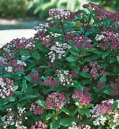 Viburnum tinus 'Gwenllian' - Sneeuwbal