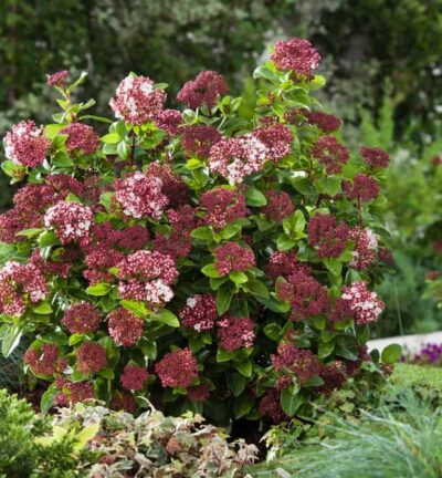 Viburnum tinus 'Lisarose' - Sneeuwbal
