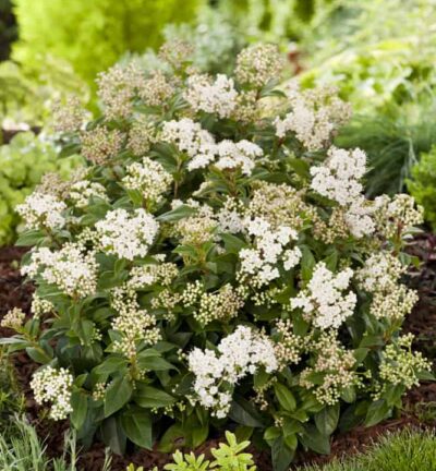 Viburnum tinus - Sneeuwbal
