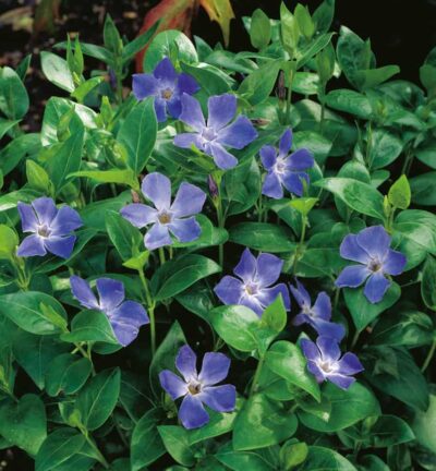 Vinca major - Grote Maagdenpalm