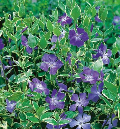 Vinca major 'Variegata' - Bonte Maagdenpalm