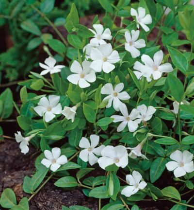 Vinca minor 'Alba' - Maagdenpalm