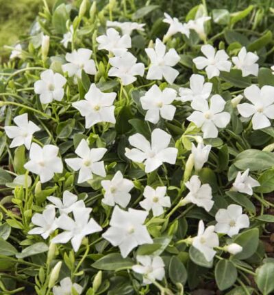 Vinca minor 'Gertrude Jekyll' - Maagdenpalm
