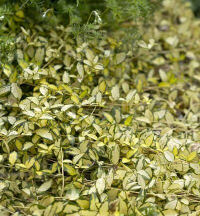 Vinca minor 'Illumination' - Maagdenpalm