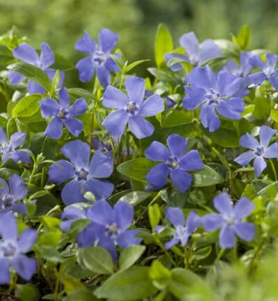 Vinca minor - Maagdenpalm