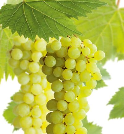 Vitis 'Muscat Blanc' - Muskaatdruif