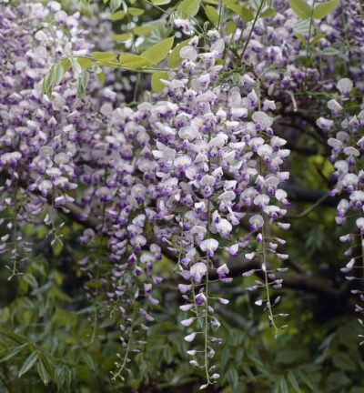 Wisteria floribunda Issai-Naga - Blauwe Regen