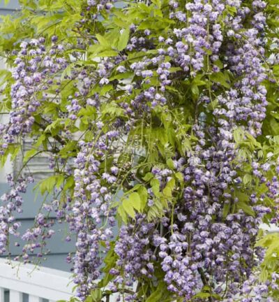 Wisteria floribunda 'Violacea Plena'  -  Blauwe Regen