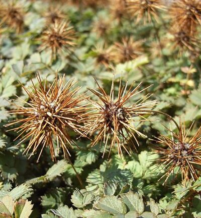 Acaena microphylla - Stekelnootje