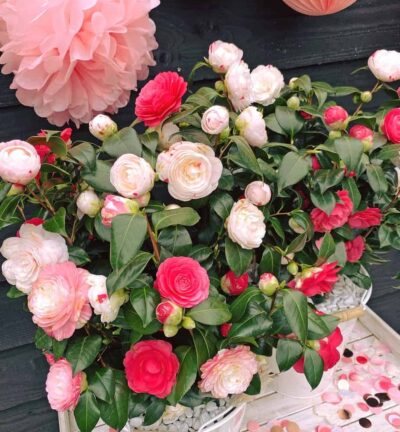 Camellia japonica 'Festival' - Camelia