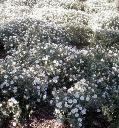Convolvulus cneorum - Zilverwinde