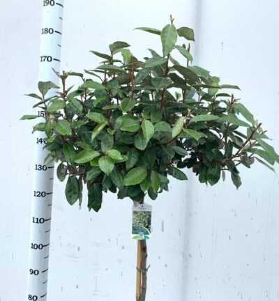 Elaeagnus ebbingei - Olijfwilg op stam 100cm