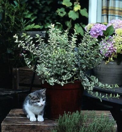 Euonymus fortunei 'Harlequin' - Kardinaalsmuts
