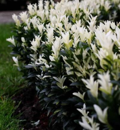 Euonymus japonica 'Francien' - Kardinaalsmuts