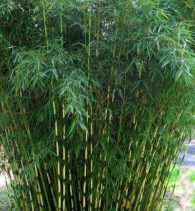 Fargesia robusta 'Pingwu' - Niet-woekerende bamboe