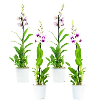 Dendr Sa-nook Polar Fire 1T 55+ cm (4stuks)