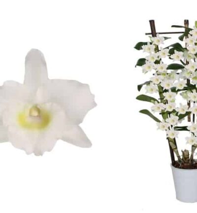 Dendr Nobile op rek Apollon