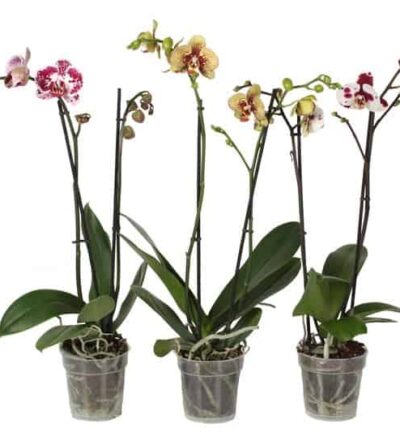 Phal Special Mix 2T14+