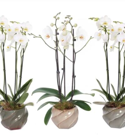 Wave Mix Phal Wit 3T18+