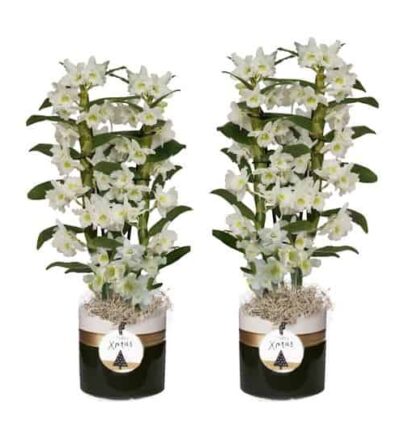 Dolomite Horizon Black Nobile Apollon 2T18+