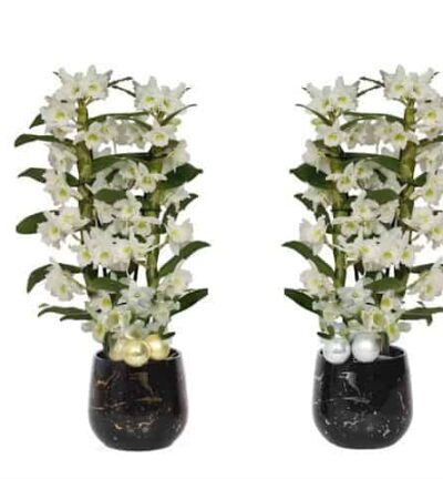 Rhonda Gold/Silver Dendr Nobile Apollon 2T18+