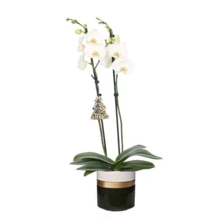 Dolomite Horizon Black Phal Wit 2T14+