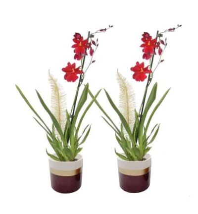 Dolomite Horizon Bordeaux Cambria Nelly Red Velvet 1T8+