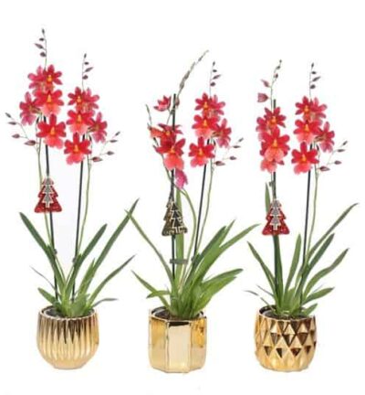 Dolomite Mix Gold Cambria Nelly Isler 2T16+