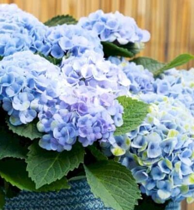 Hydrangea macrophylla 'Magical Revolution´ - Hortensia