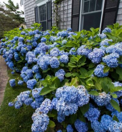 Hydrangea macrophylla ´Endless Summer The Original Blue®' - Doorbloeiende Hortensia