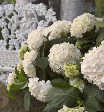 Hydrangea macrophylla 'Endless Summer The Bride®' - Doorbloeiende Hortensia