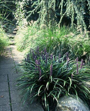 Liriope muscari - Leliegras