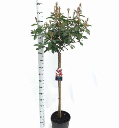 Photinia fraseri 'Red Robin' - Glansmispel op stam 90cm