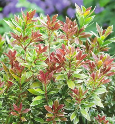 Pieris japonica 'Little Goldy' - Rotsheide