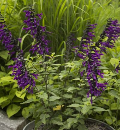 Salvia 'Amistad' - Salie