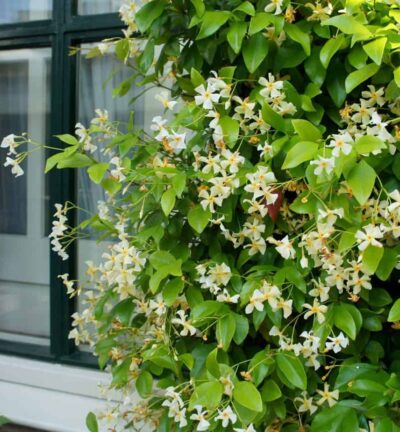 Trachelospermum jasminoides 'Star of Toscane' (Selbra) - Gele Toscaanse Jasmijn