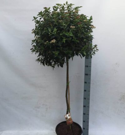 Viburnum tinus - Sneeuwbal op stam 90cm