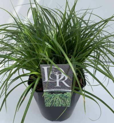 Carex oshimensis 'Evergreen' - Zegge