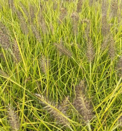 Pennisetum alopecuroides 'Hameln Gold' - Lampenpoetsersgras
