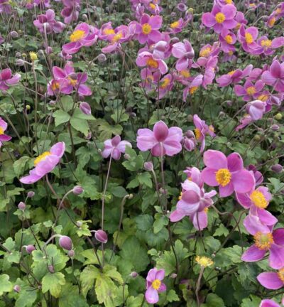 Anemone hybrida 'Königin Charlotte' - Japanse Anemoon