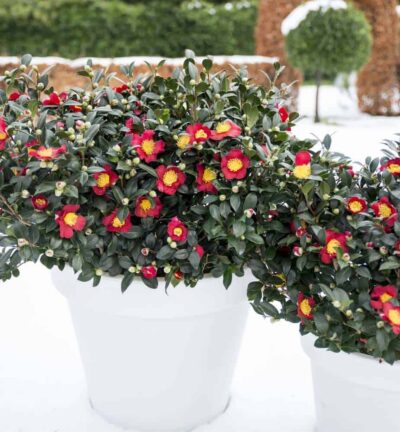 Camellia sasanqua 'Yuletide' - Camelia