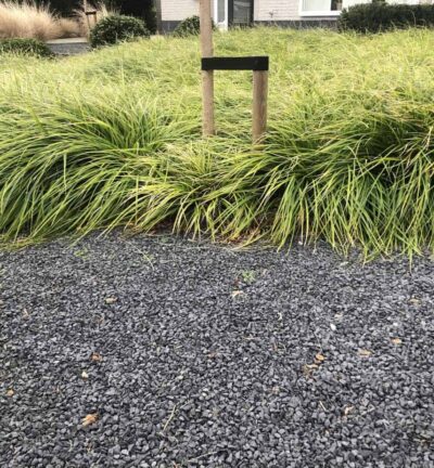 Carex morrowii -  Zegge