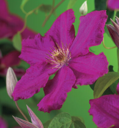 Clematis 'Kokonoe´ - Bosrank