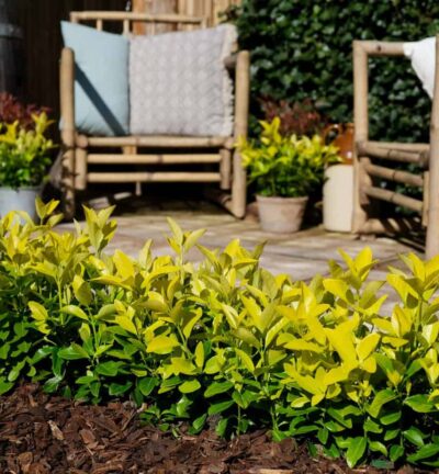 Euonymus japonica 'El Dorado' - Kardinaalsmuts